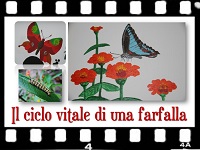 logo video farfalle